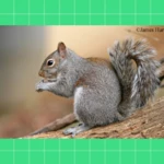 Logo of Squirrel Sounds android Application 